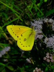 Colias lesbia