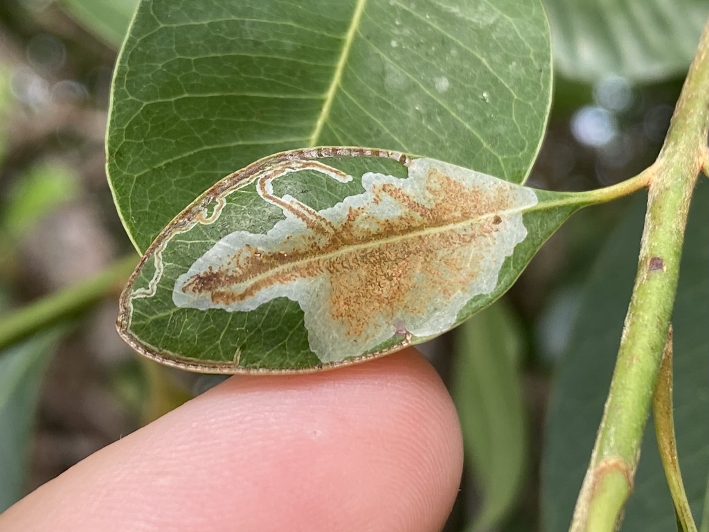 Eucosmophora sideroxylonella
