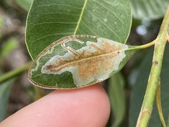 Eucosmophora sideroxylonella