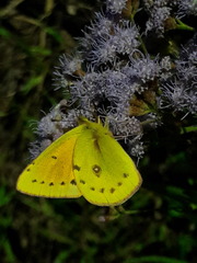 Colias lesbia