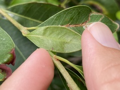 Eucosmophora sideroxylonella