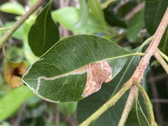 Eucosmophora sideroxylonella