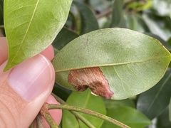 Eucosmophora sideroxylonella