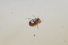 Neoplea striola