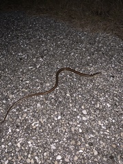 Ophisaurus ventralis image