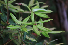Rhododendron championiae