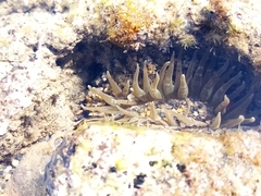 Actinostella flosculifera