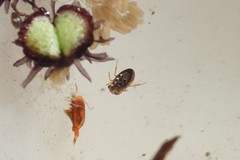 Neoplea striola
