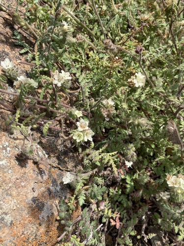 Distant phacelia (Phacelia distans)