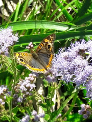 Junonia genoveva hilaris