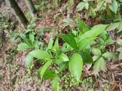 Sarcandra glabra