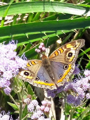 Junonia genoveva hilaris