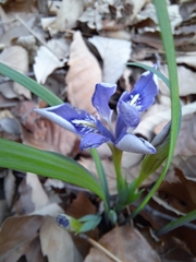 Iris rossii