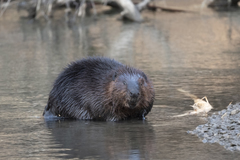 Castor canadensis