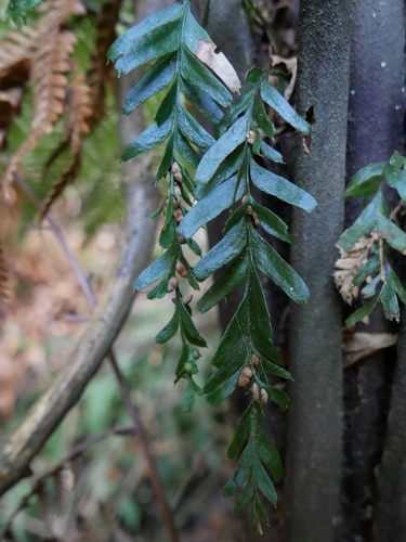 Banks Peninsula fork fern (Tmesipteris horomaka)