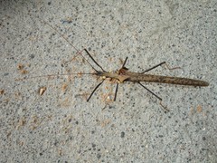 Pseudophasma bispinosum