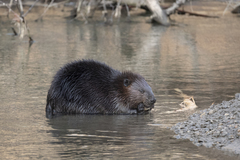 Castor canadensis