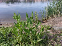 Rumex altissimus
