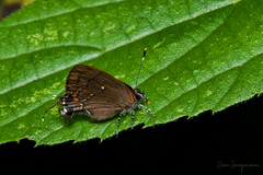 Electrostrymon angelia