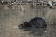Castor canadensis