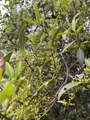 Maytenus laxiflora