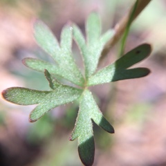 Lithophragma glabrum