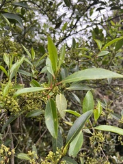 Maytenus laxiflora