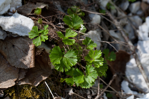 Small-flower Anemone