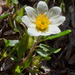 Mountain-Avens - Photo (c) bobkennedy, some rights reserved (CC BY-SA), uploaded by bobkennedy