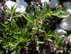 Erigeron hyssopifolius