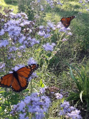 Danaus erippus