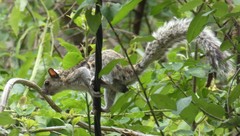 Sciurus variegatoides