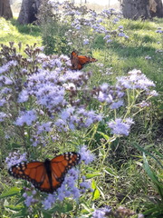 Danaus erippus