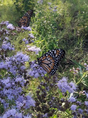 Danaus erippus