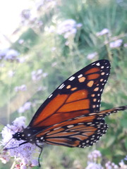 Danaus erippus