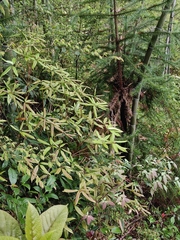 Rhododendron championiae