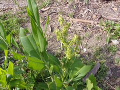 Rumex altissimus