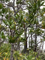 Atherospermataceae