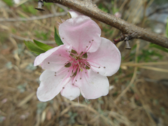 Prunus davidiana