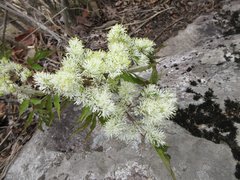 Fraxinus sieboldiana