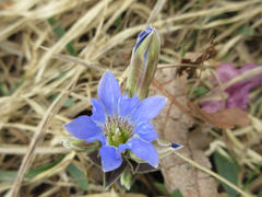 Gentiana zollingeri