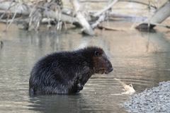 Castor canadensis