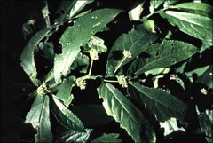 Elatostema reticulatum