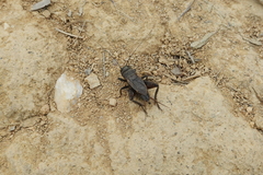 Melanogryllus bilineatus