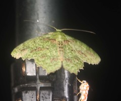 Herochroma urapteraria