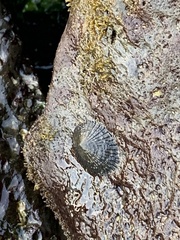Cellana sandwicensis