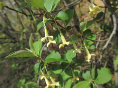 Elaeagnus multiflora