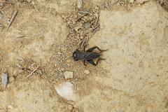 Melanogryllus bilineatus
