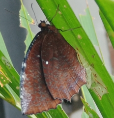 Elymnias hypermnestra