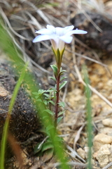 Gentiana loureiroi